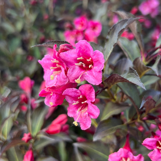 Wine & Roses® Weigela - Photo Property of Garden Crossings LLC