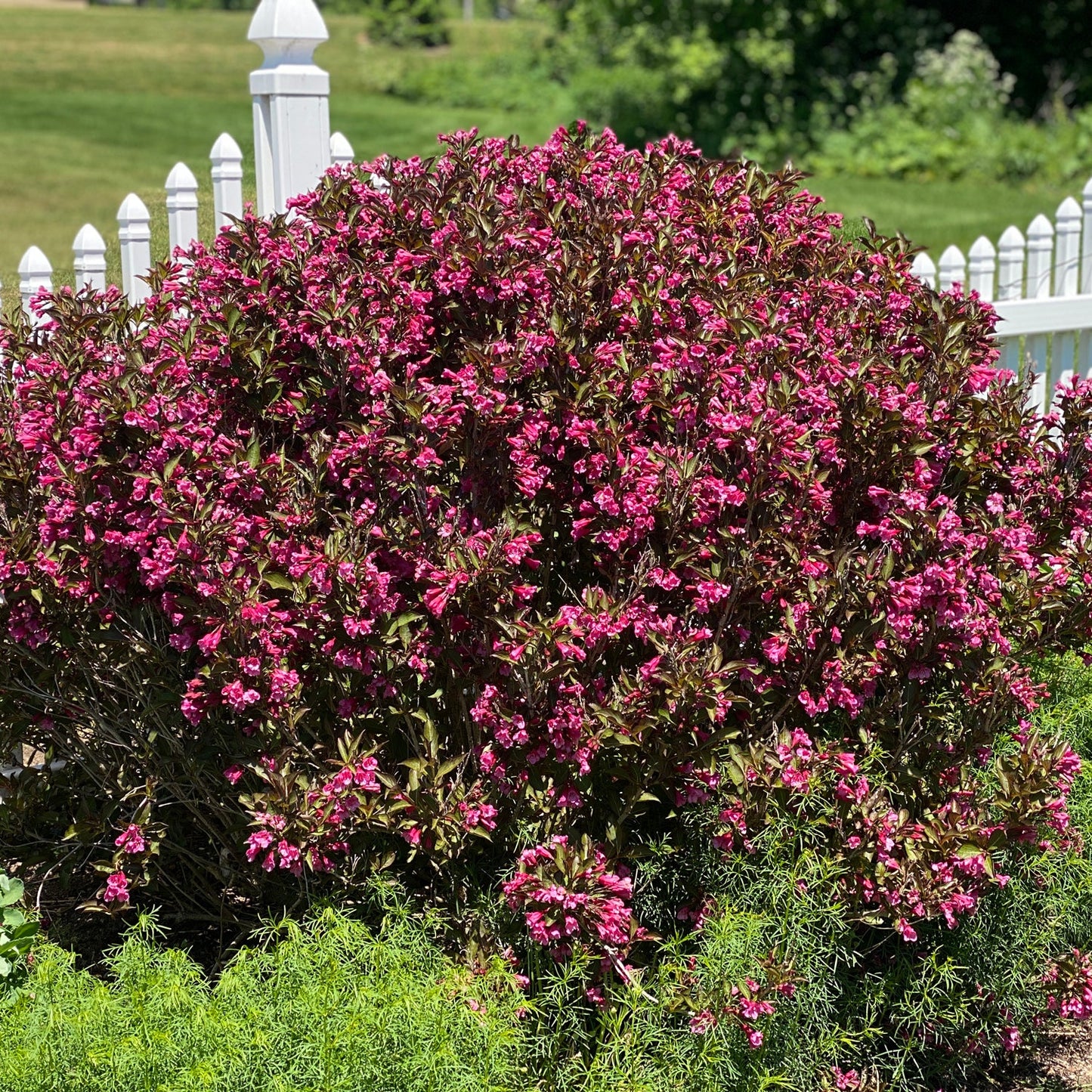 The Wine & Roses® Weigela, with vibrant pink blooms and burgundy leaves, stands before a white picket fence surrounded by green grass and trees on a sunny day. - Photo Property of Garden Crossings LLC