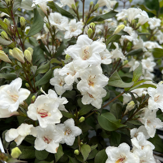 Wine & Spirits® Weigela - Photo Property of Garden Crossings LLC
