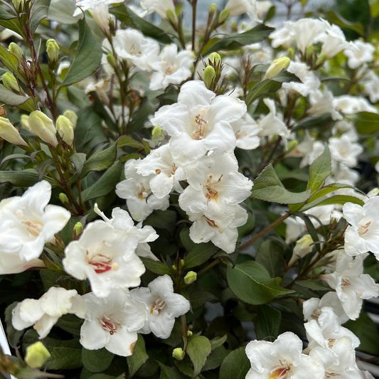 The Wine & Spirits® Weigela is a deer-resistant shrub with clusters of white flowers with yellow centers and green leaves, featuring both fully open blooms and buds densely packed for stunning garden appeal. - Photo Property of Garden Crossings LLC
