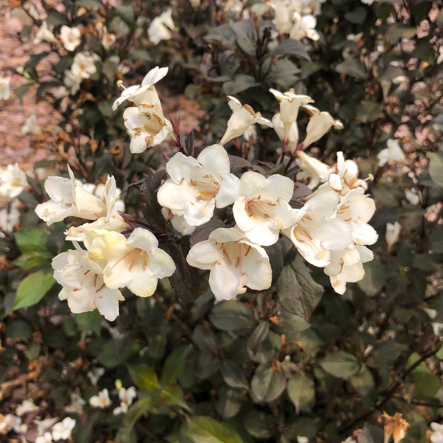 Close-up of creamy white, trumpet-shaped blooms with delicate pink veins cover the Wine & Spirits® Weigela, set against dark green foliage and complemented by clusters of flowers in the background. - Photo Property of Garden Crossings LLC