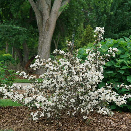 The Wine & Spirits® Weigela flowering shrub, adorned with many small white blooms and lush green foliage planted in a mulched garden bed with a green hydrangea and tree behind it - Photo Courtesy of Proven Winners, Inc.