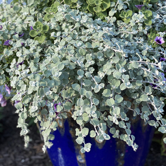 A White Licorice Licorice Plant (Helichrysum) trails from a vibrant blue ceramic pot, its small silvery-green leaves and silver-white foliage spilling over the edge, with hints of green and purple flowers in the background - Photo Property of Garden Crossings LLC. Decorative pot not included.