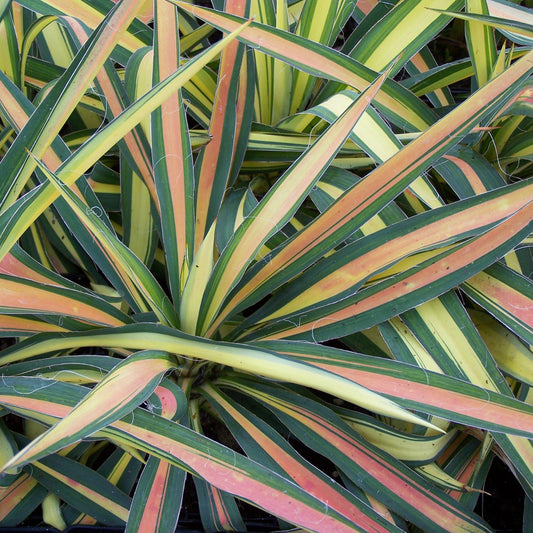 Color Guard' Adam's Needle (Yucca) - Photo Property of Garden Crossings LLC