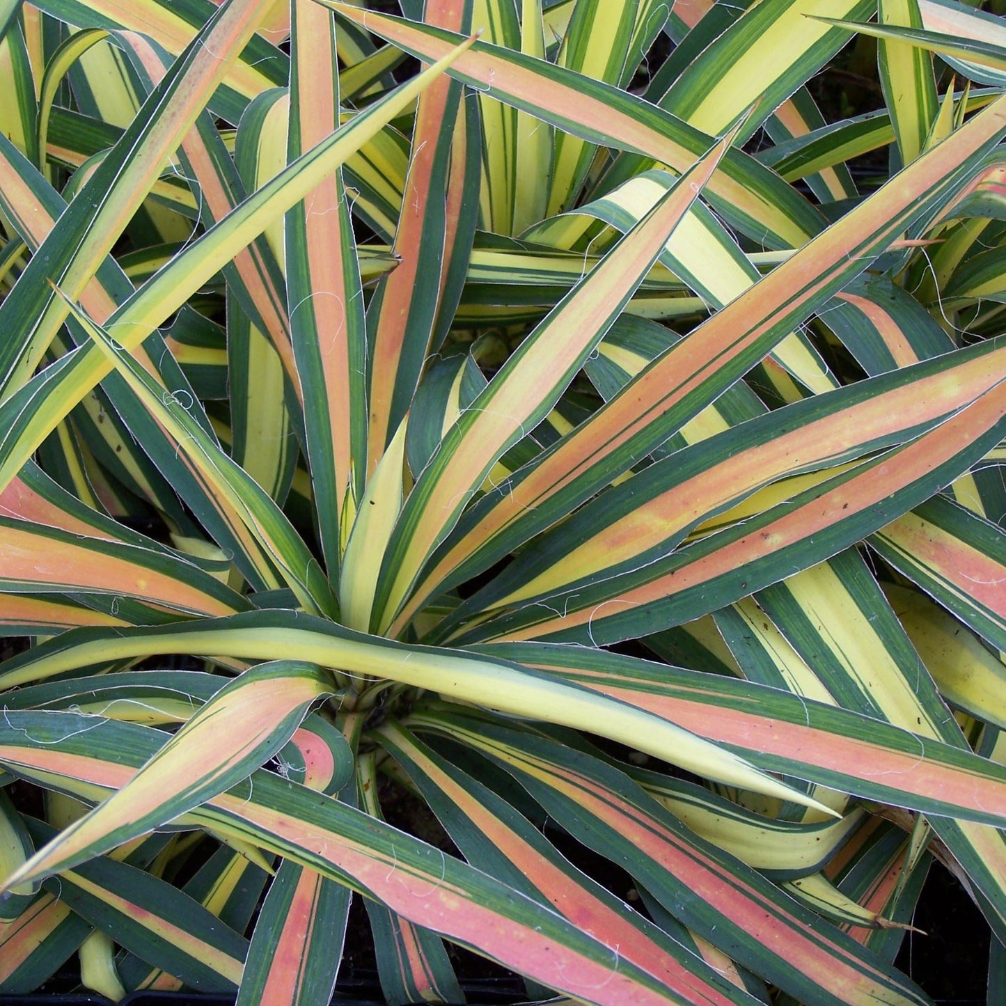 Long, pointed leaves with green and yellow stripes and hints of pink overlap densely on 'Color Guard' Adam's Needle (Yucca) - Photo Property of Garden Crossings LLC.
