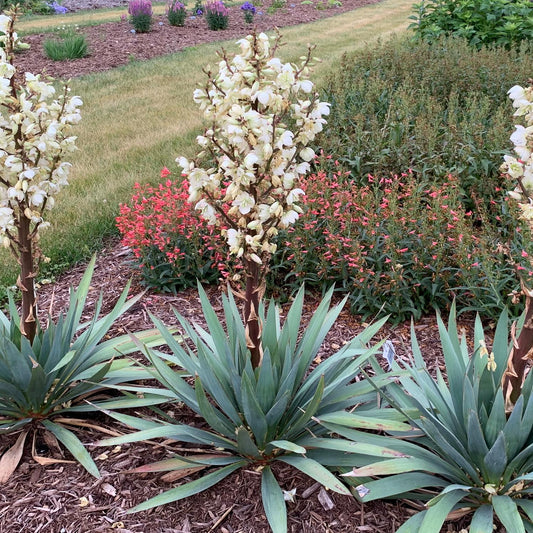 Dragon Slayer' Adam's Needle (Yucca) - Photo Courtesy of Walters Gardens, Inc.
