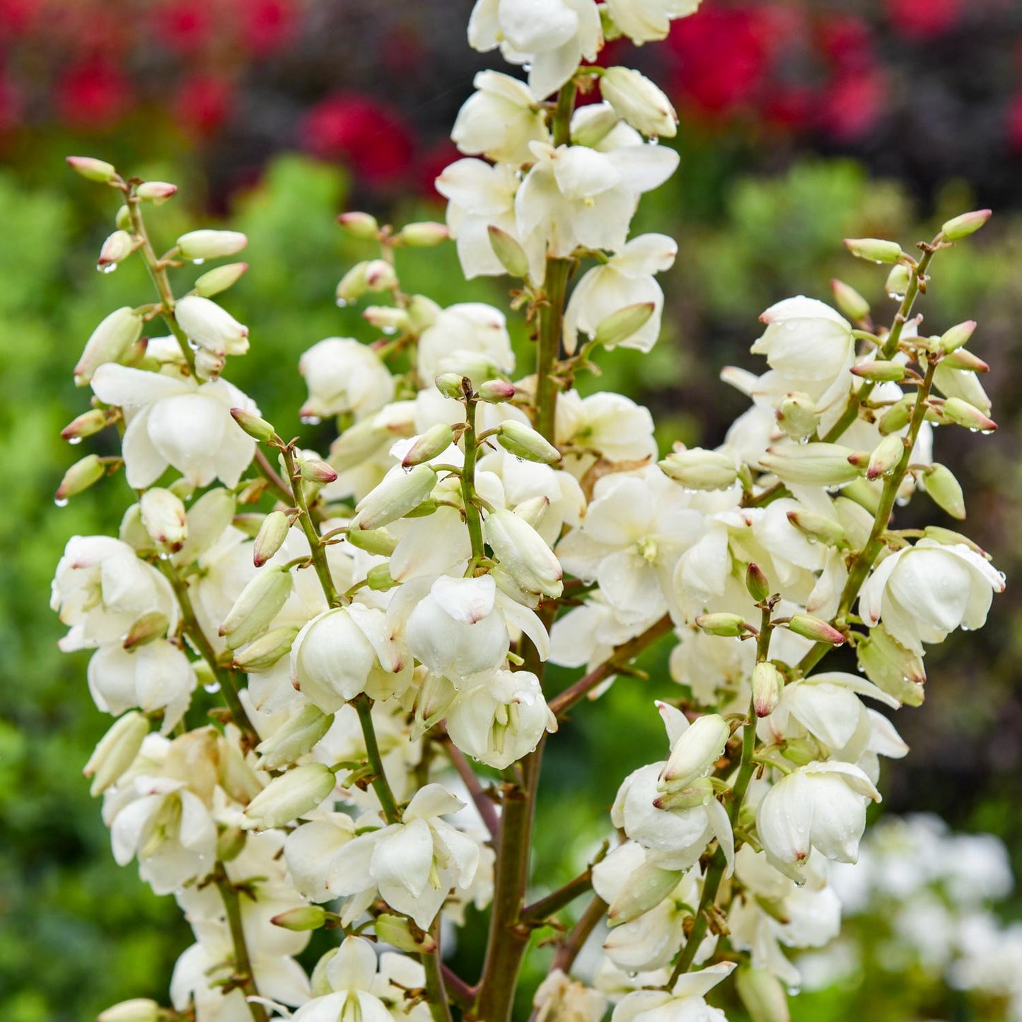 Close-up of 'Dragon Slayer' Adam's Needle (Yucca), a drought-tolerant perennial, with clusters of white, bell-shaped flowers on upright stems set against a blurred green background featuring hints of red blooms - Photo Courtesy of Walters Gardens, Inc.
