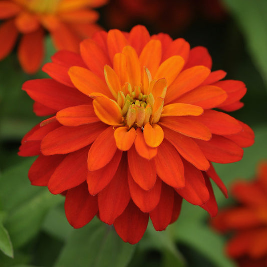 Zahara® Double Fire Zinnia - Photo Courtesy of Ball Horticulure, Inc.