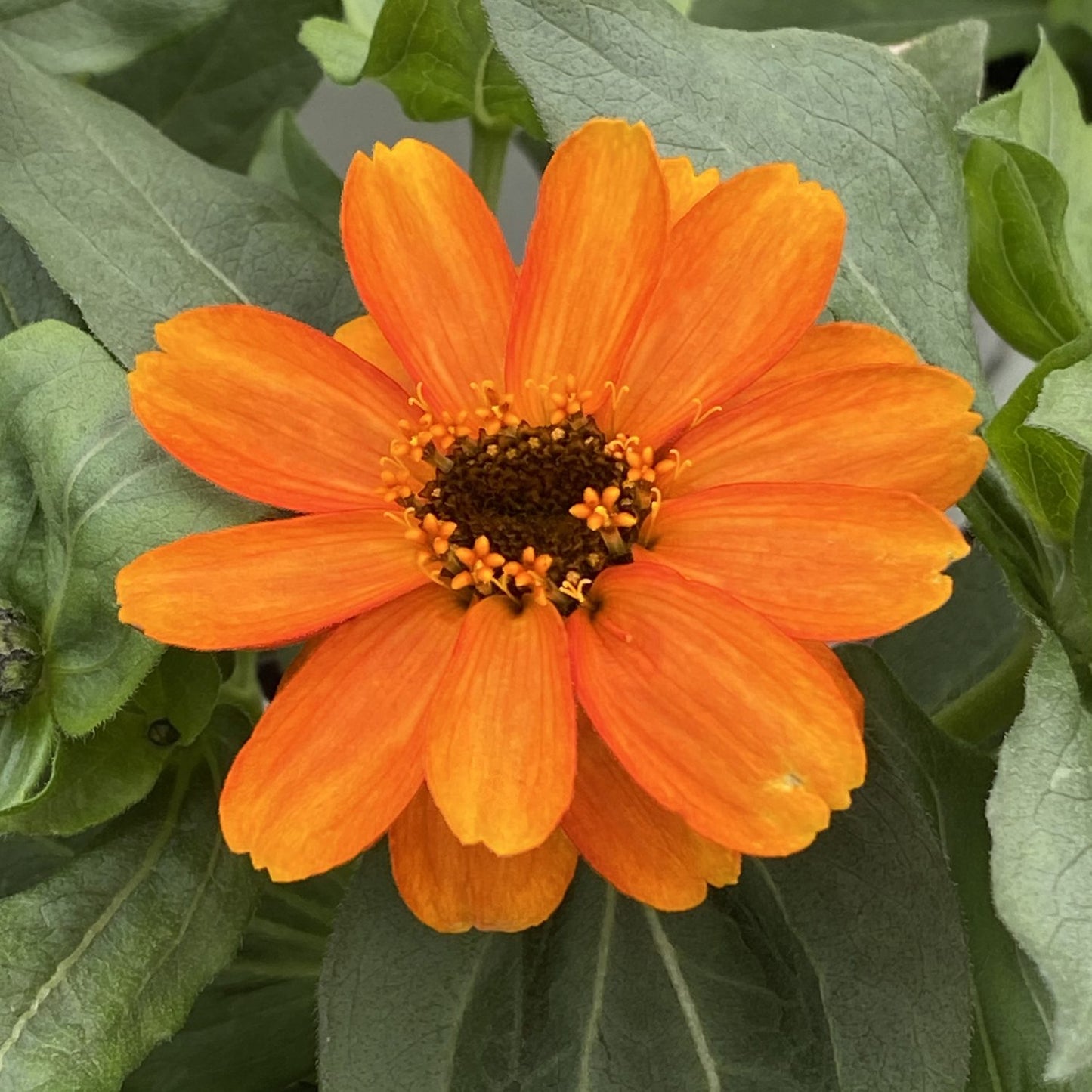 The Zahara® Double Fire Zinnia is an orange, daisy-like flower with a dark brown center and yellow stamens, green leaves - Photo Property of Garden Crossings LLC.
