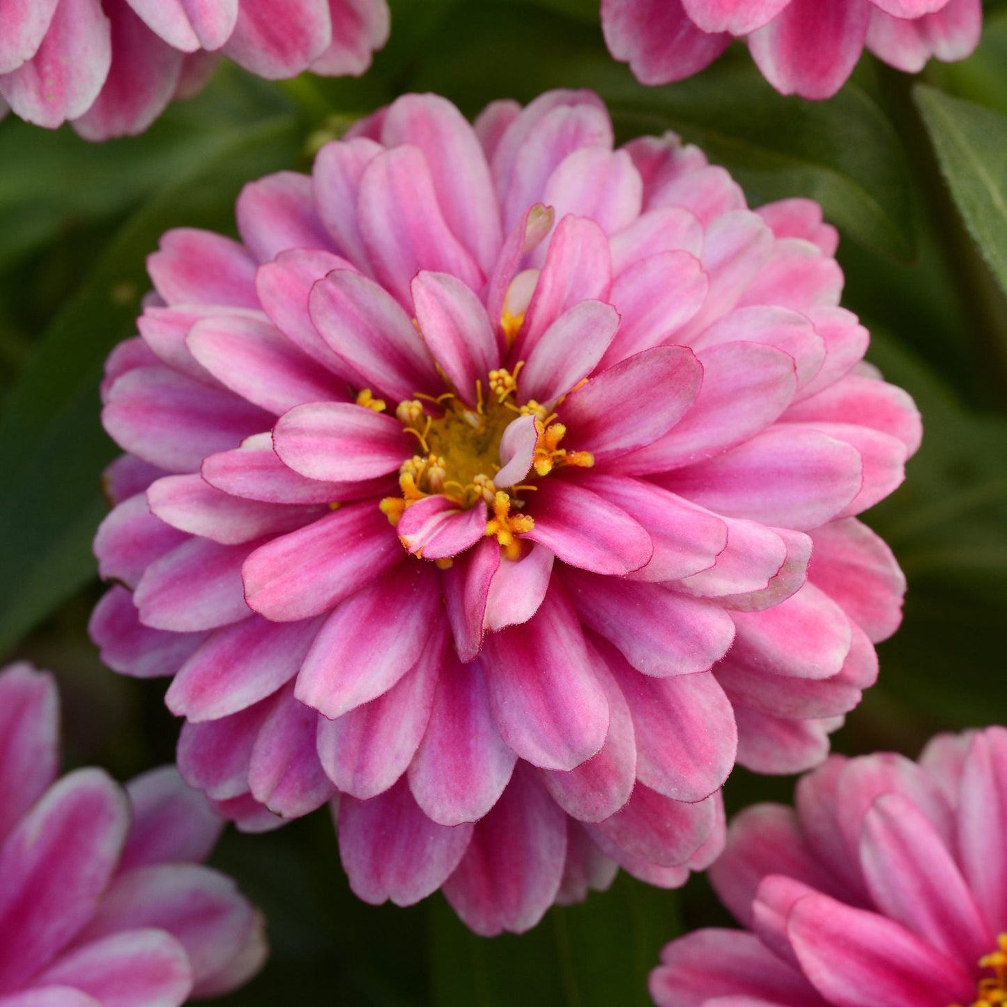 Close-up of Zahara® Double Raspberry Ripple Zinnia—a mildew-resistant bloom with layered pink petals and yellow center, set among green leaves - Photo Courtesy of Ball Horticulture, Inc.