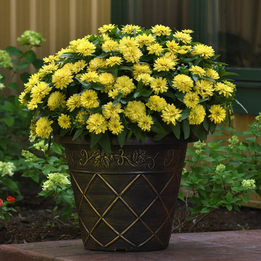 A large decorative planter filled with abundant Zahara® Double Yellow Zinnia and lush foliage sits on a patio, garden and building in the background - Photo Courtesy of Ball Horticulture, Inc. Decorative pot not included.
