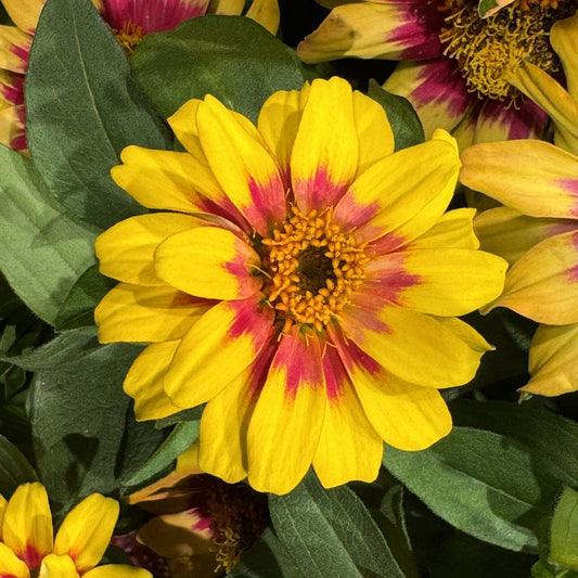 Close-up of Profusion Red Yellow Bicolor Zinnia, a vibrant, drought-tolerant flower with yellow petals and red markings, surrounded by green leaves and similar bicolored blooms - Photo Property of Garden Crossings LLC.