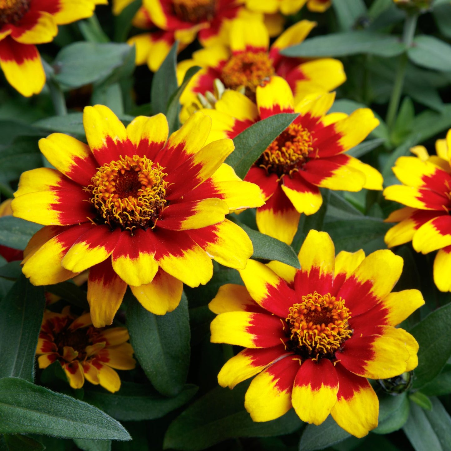 Close-up of Profusion Red Yellow Bicolor Zinnia flowers with pointed petals and lush green leaves. These drought-tolerant zinnias display vibrant red and yellow hues, making them a striking addition to any garden - - Photo Courtesy of Sakata Seed, Inc.