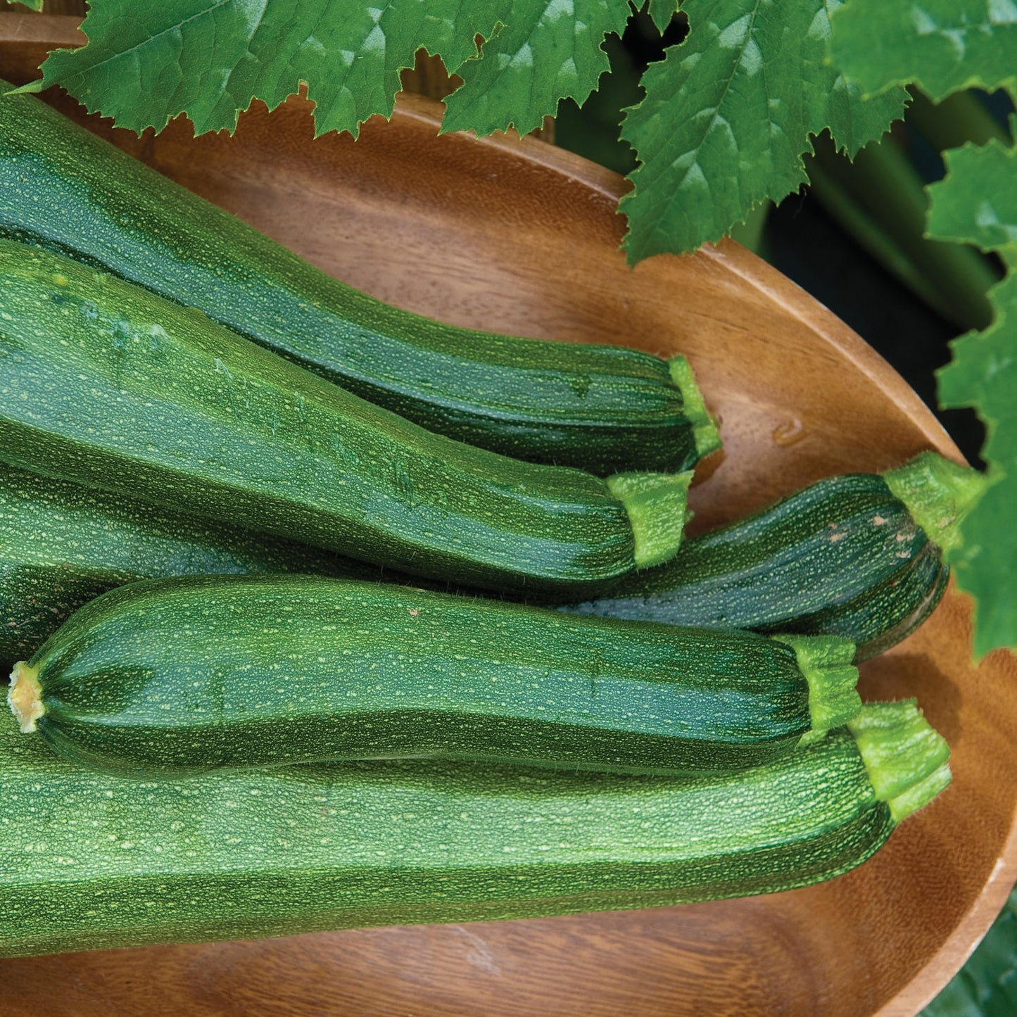 Several fresh zucchinis with glossy green skin are arranged on a wooden plate, with vibrant leaves above - Photo Courtesy of Burpee.