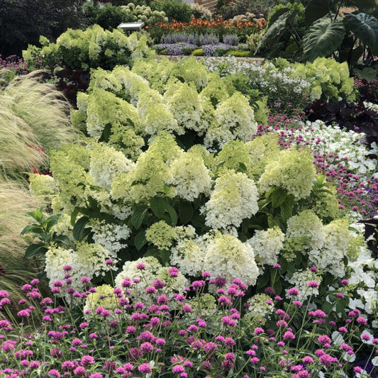 A lush garden features clusters of white and pale green hydrangeas surrounded by spiky grass and vibrant purple flowers, with more colorful flowers and greenery in the background.