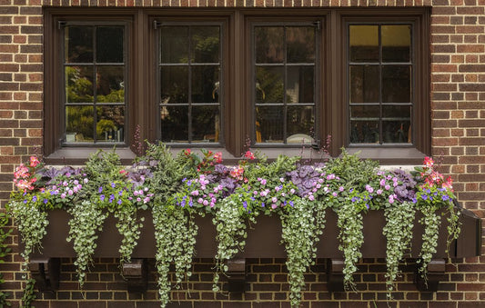 A brick building with three dark-framed windows above a window box filled with colorful flowers and leafy green plants cascading over the edge.