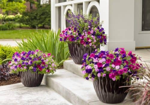 Three dark textured planters filled with purple, pink, and white petunias arranged on outdoor stone steps in front of a white house with arched windows.