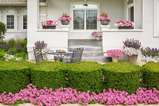 A neatly trimmed hedge borders a patio with blooming pink flowers. On the patio, a table with chairs is set near large planters of pink and purple flowers, in front of a white house with large windows.