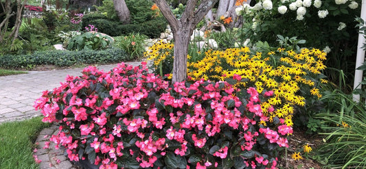 Colorful flower bed with pink, yellow, and white flowers around a tree in a garden setting.