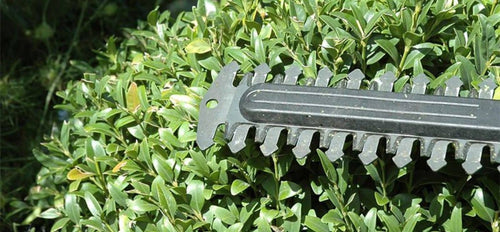 Gardening shears cutting through green foliage