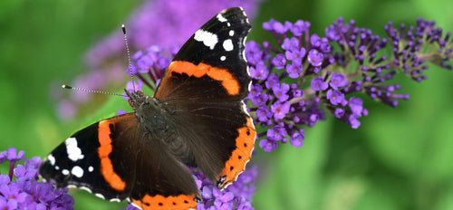 black and orange butterly on purple bloom