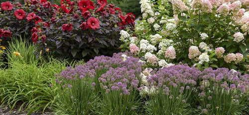 Garden with a variety of flowers including red, white, and purple plants.