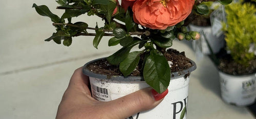 Hand holding a small potted plant with orange flowers against a neutral background