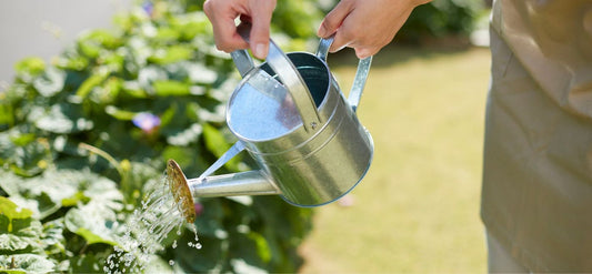 Person watering plants with a metal watering can in a garden setting