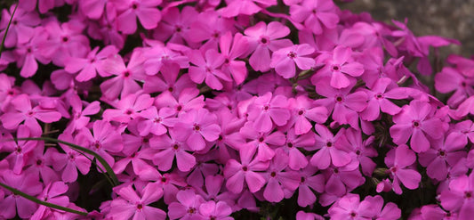 Close-up of pink flowers with a blurred background