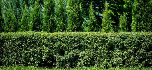 Row of neatly trimmed hedges with a background of trees