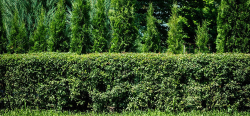 Row of neatly trimmed hedges with a background of trees
