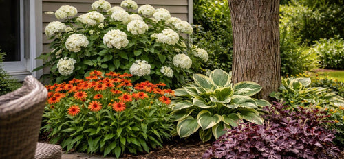 Colorful garden with white hydrangea and orange coneflowers. Green varigated hostas and deep purple coral bells circle the base of a tree trunk.