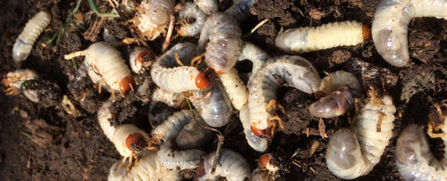 Common Spring Garden Pests: How to Identify and Control Them Organically