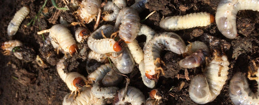 Common Spring Garden Pests: How to Identify and Control Them Organically