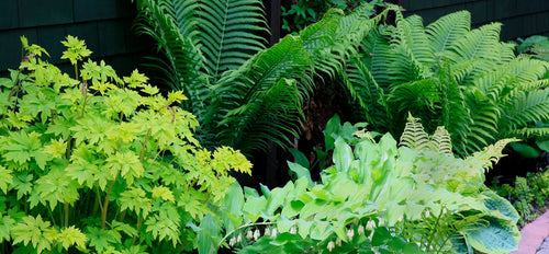 Garden with a variety of leafy hosta plants and flowers
