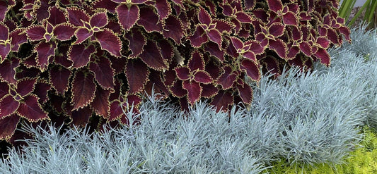 Big Leaves and Bold Foliage - Statement Plants that Steal the Show