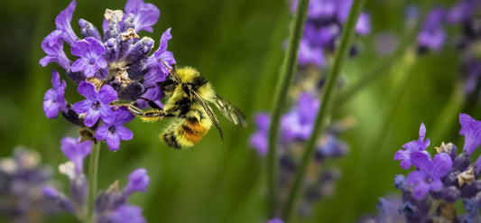 Bumblebee on a purple flower with a blurred green background