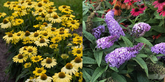 A split garden scene showing dense clusters of yellow coneflowers on the left and purple butterfly bush spikes with green foliage on the right.