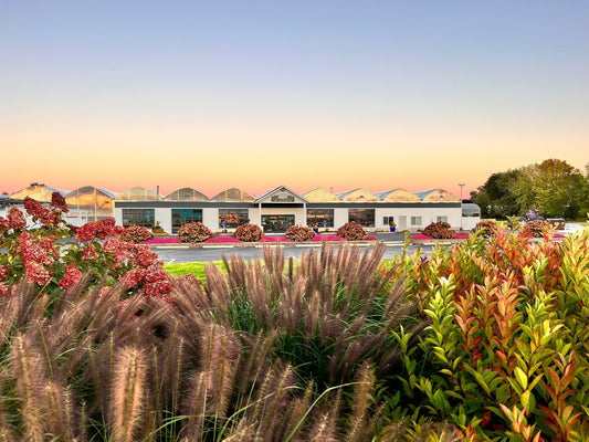 A modern building with a peaked roof stands behind colorful landscaping with tall grasses, red flowering plants, and shrubs under a clear sky at sunset.
