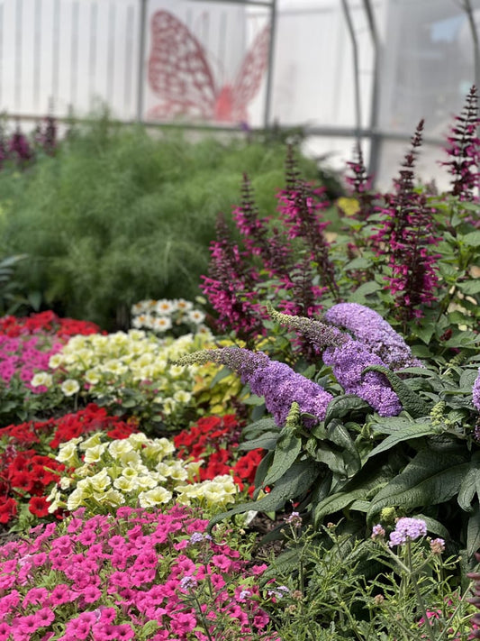 A colorful garden bed with blooming red, yellow, pink, and purple flowers, lush green foliage, and a large butterfly mural in the background near a white greenhouse wall.