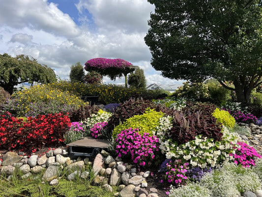 riot of annual color|Annuals fill space quickly|filling gaps with annuals|annual design elements|annuals define an edge|Annual color for shade|new color combination with annuals