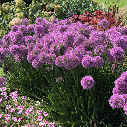 A garden bed filled with clusters of round, purple allium flowers surrounded by green stems and foliage, with other assorted flowering plants visible nearby.