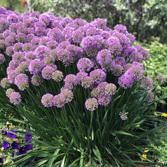 A vibrant garden showcases a large cluster of 'Serendipity' Allium in the foreground, with pink and white flowers behind them and green trees and grass under a bright blue sky in the background - Photo Property of Garden Crossings LLC.