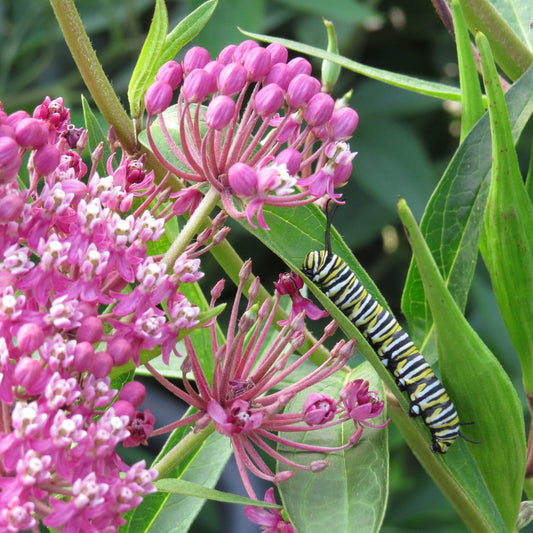 A hand holds a green leaf with a tiny striped baby monarch caterpillar, in front of clusters of 'Cinderella' Milkweed (Asclepias). Text reads: “Baby Monarch Caterpillar.” next to a tiny caterpillar on the leaf - Photo Property of Garden Crossings LLC.