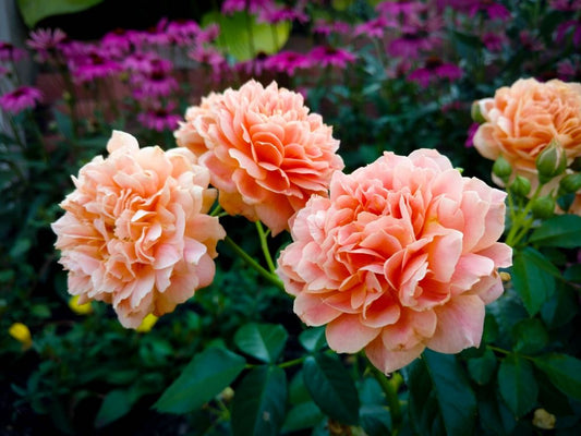 Close-up of three peach-colored roses in full bloom, surrounded by green leaves, with a blurred background of purple flowers.