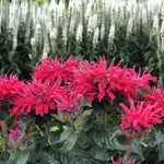 Bright pink bee balm flowers bloom in the foreground, displaying spiky petals, with tall white flowers and green leaves blurred in the background.