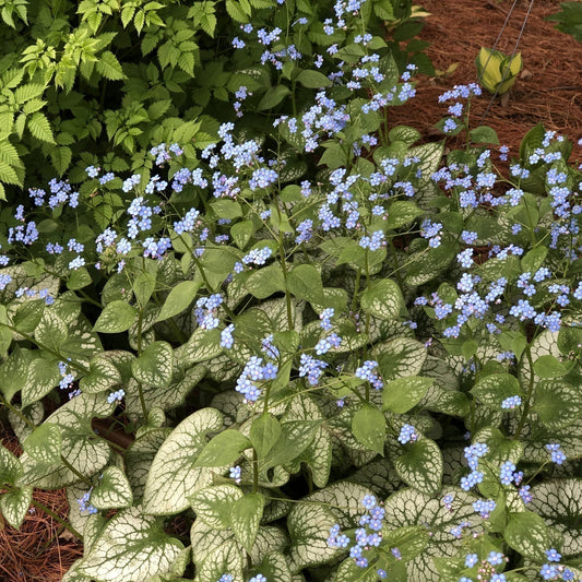 Delicate blue flowers with yellow centers bloom amid green leaves of 'Jack Frost' Siberian Bugloss (Brunnera), a shade groundcover. Blurred pink blooms and white lattice fencing add vibrancy to the garden backdrop - Photo Property of Garden Crossings LLC.