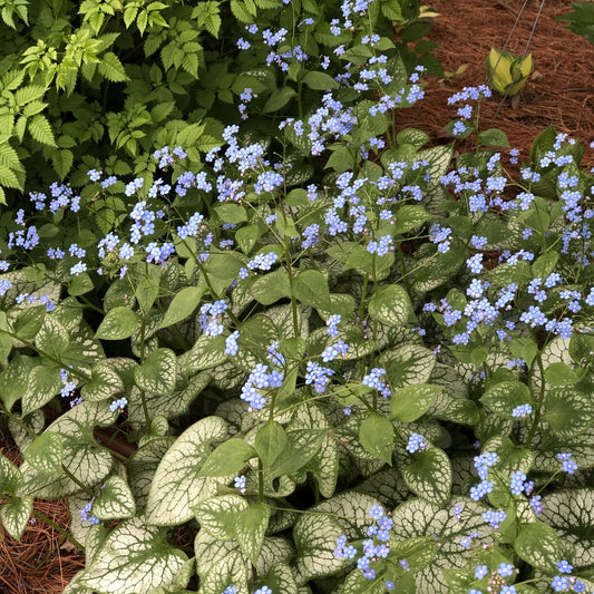 Delicate blue flowers with yellow centers bloom amid green leaves of 'Jack Frost' Siberian Bugloss (Brunnera), a shade groundcover. Blurred pink blooms and white lattice fencing add vibrancy to the garden backdrop - Photo Property of Garden Crossings LLC.