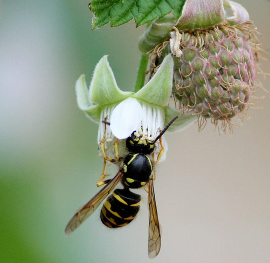 A wasp clings to a white raspberry flower, collecting nectar. Next to the flower, an unripe raspberry is visible with green leaves in the background.