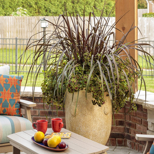 A tall beige planter with spiky dark purple and green foliage sits on a patio next to a chair with colorful cushions. A table holds two red mugs, fruit, and a book. A backyard and fence are visible in the background.
